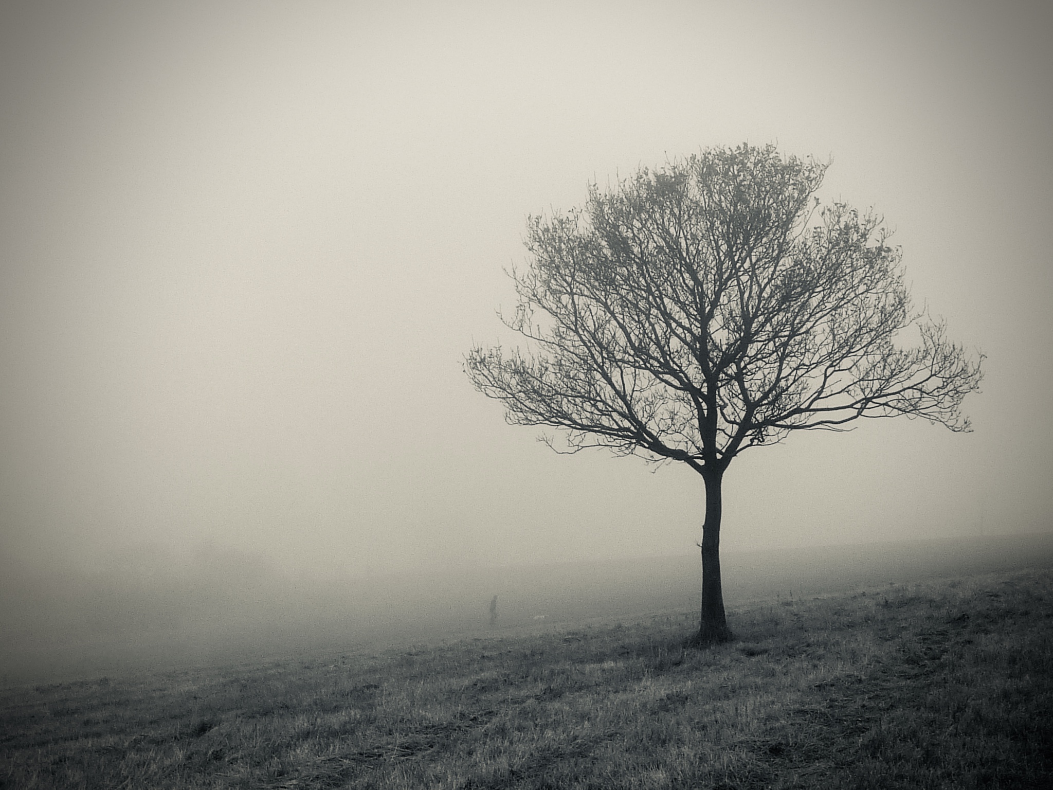 Dunstable Downs